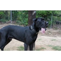 PKY DANES Great Dane breeder