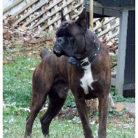 Rumors Of Luv Boxers Boxer breeder