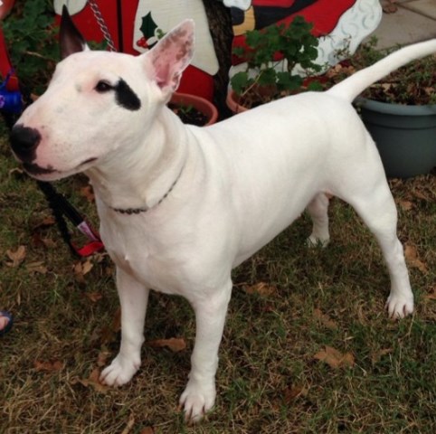 Bull Terrier Stud 27002