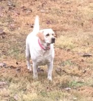 ThreeBearsLabradors Labrador Retriever breeder