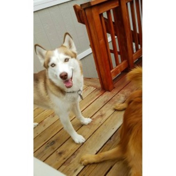 Siberian Husky Stud 25264