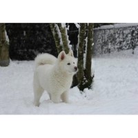 Black Knight American Akitas Akita breeder