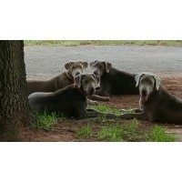 Son of a Gun Silver Labs Labrador Retriever breeder