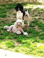 Copper Canyon Standard Poodles Poodle Standard breeder