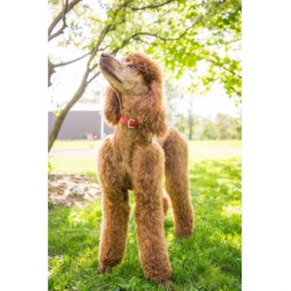 Poodle Standard Breeder 22548