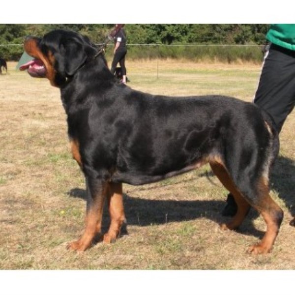columbia rottweilers regenesis rottweilers registered rottweiler breeder in vancouver columbia columbia rottweilers regenesis rottweilers registered rottweiler breeder in vancouver columbia