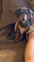 Kylee Green - Dachshund Stud