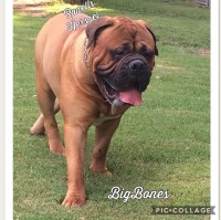 Bullmastiff-Fort Bullmastiff breeder