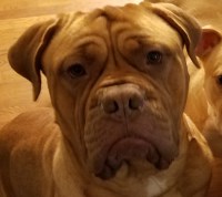 David and Vanessa Nemchik - Dogue De Bordeaux Stud