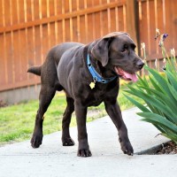 Joe Snyder - Labrador Retriever Stud