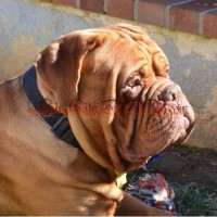 SinCity Bordeaux, LLC Dogue De Bordeaux breeder