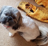 Lisa Gaches - Shih Tzu Stud
