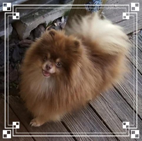 Poofy Poochies Pomeranians, Pomeranian Stud in Brandon ...