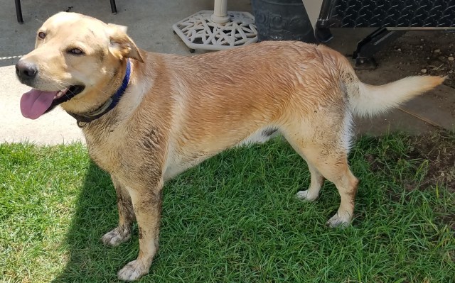 Yellow Labrador Retriever AKC