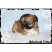 Chihuahua Breeders in Virginia | FreeDogListings Chihuahua Breeders in Virginia | FreeDogListings