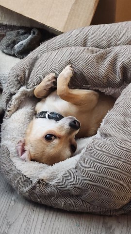 Chihuahua Stud 31855