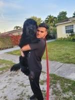 Andrea - Giant Schnauzer Stud