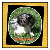 Grandma's Little Angels Dachshund for breeder