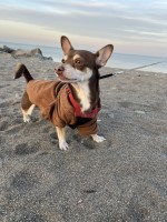Michelle - Chihuahua Stud