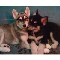 Blue Eyed Diamonds in the Ruff Siberian Husky breeder