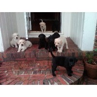 Seadog Labradors Labrador Retriever breeder