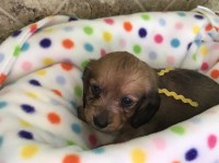 Dachshund By Design Dachshund for breeder