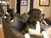 Danny Davis - Great Dane Stud