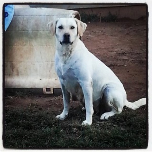 Legendary Labs, Labrador Retriever Breeder in Winder, Georgia