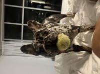 Angie Saltis - French Bulldog Stud