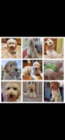 Bram - Goldendoodle Stud