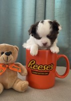 Darlene’s Chihuahuas Chihuahua breeder