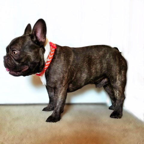 French Bulldog Stud 27037