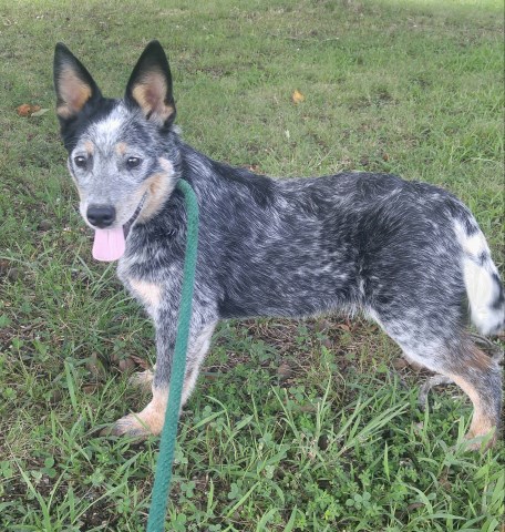 Australian Cattle Dog Breeder 14606