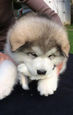 Alaskan Malamute Breeder 25625