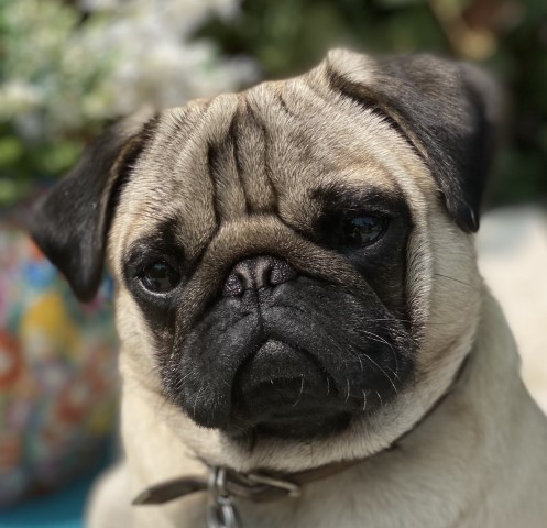 Pug Stud 26114