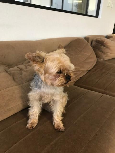 Yorkshire Terrier Stud 27734