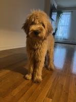 Sam - Goldendoodle Stud