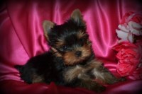 Mirage Yorkies Yorkshire Terrier breeder