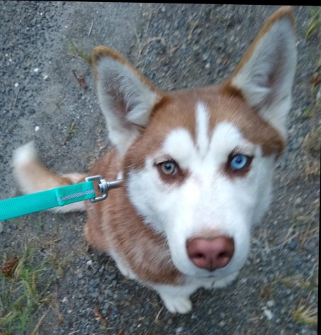 New Moon Siberian Huskies