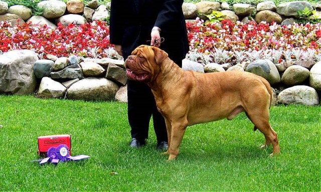 Red Dog Ridge Bordeaux