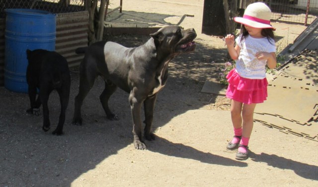 Cane Corso Breeder 25302