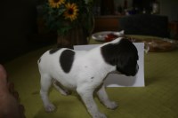 German Shorthaired Pointer thumbnail