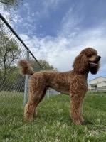 Starr Frei - Poodle Standard Stud