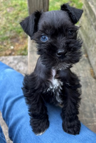 Miniature Schnauzer Stud 30169