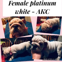 Lewis English Bulldogs English Bulldog breeder