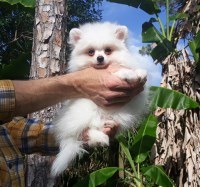 Vera Alex Pomeranian breeder