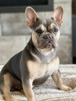 Scott Bennett - French Bulldog Stud