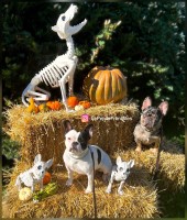 Le Pepite Frenchies French Bulldog breeder