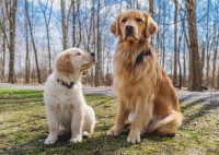 Kyle Gilmroe - Golden Retriever Stud