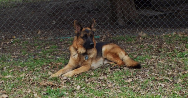 German Shepherd Dog Stud 26565